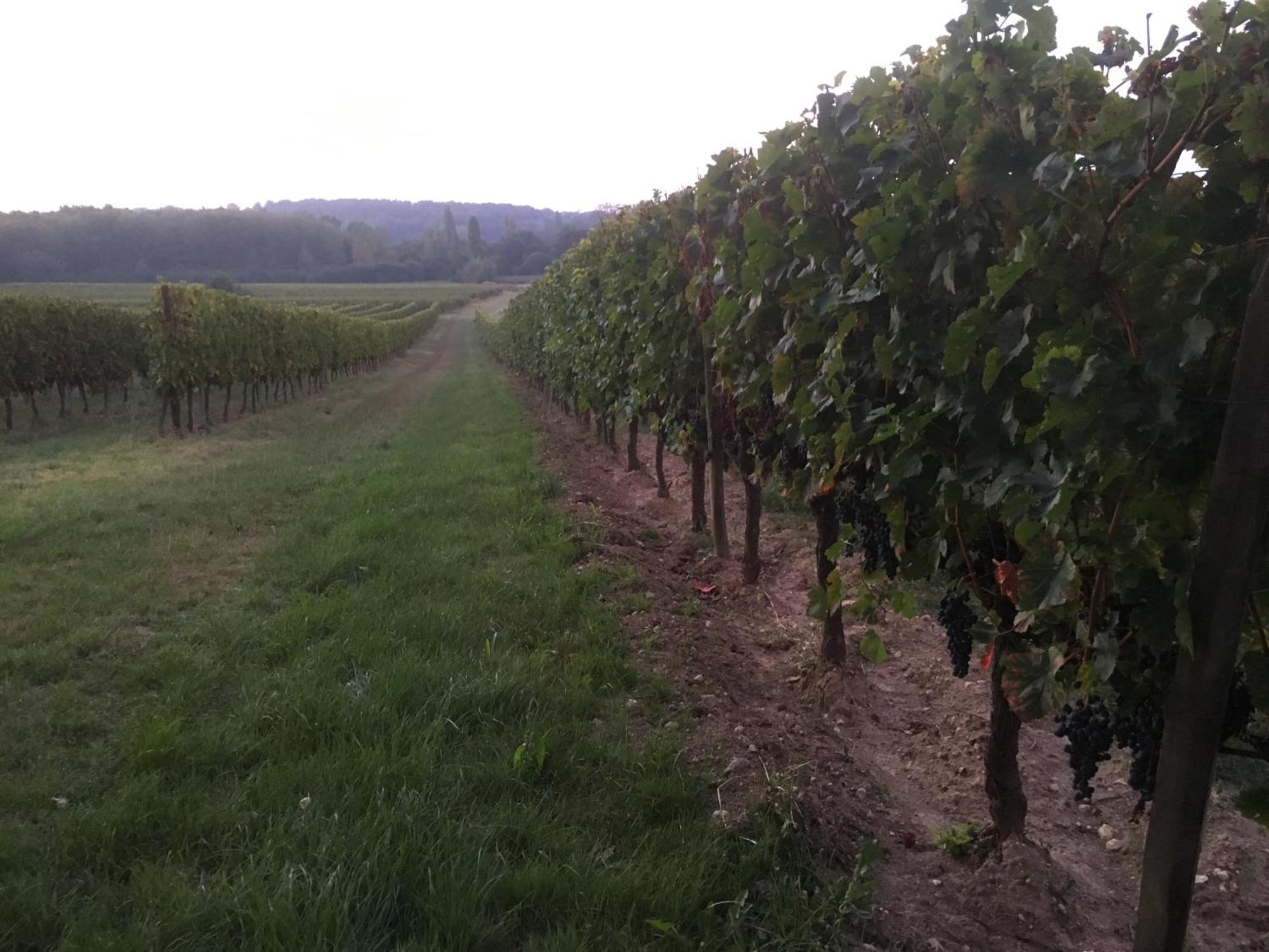 Chateau Le Noble Winery Near St Emilion Saint-Germain-du-Puch Buitenkant foto